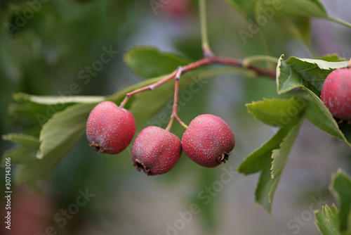 Red fruits of Japanese hawthorn, on the branch, Crataegus cuneata