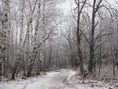 forest landscape in early winter, birch covered with frost © Yulia