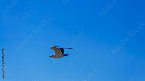 Bird Seagull flying in the sky