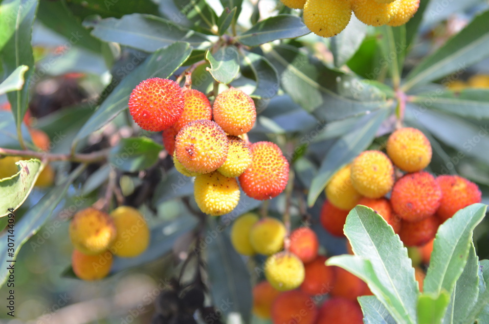 Obraz premium Arbouse and arbutus (Arbusiers)