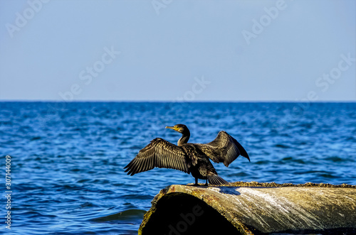 Black duck by the sea