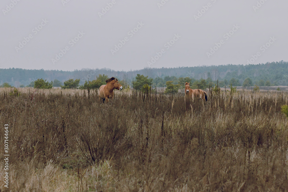 Prezivalsky's wild horses in a field in the Chernobyl Exclusion Zone. A pair of horses romantically walks through a beautiful field. Prezivalsky's wild horses in a field in the Chernobyl Exclusion Zone. A pair of horses romantically walks through a beautiful field.