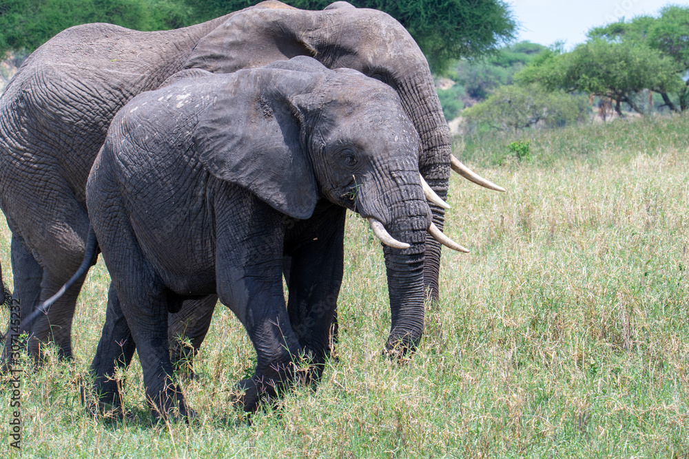 Fototapeta premium African elephant in the wild in the savannah in africa.