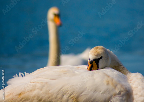 Cigni sul Lago di Varese