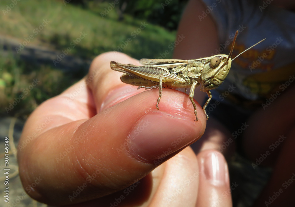 Grasshopper standing on a finger of a child Grasshopper standing on a finger of a child
