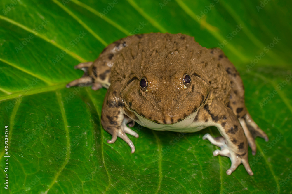 Fototapeta premium Image of Chinese edible frog, East Asian bullfrog, Taiwanese frog (Hoplobatrachus rugulosus) on the green leaves. Amphibian. Animal.