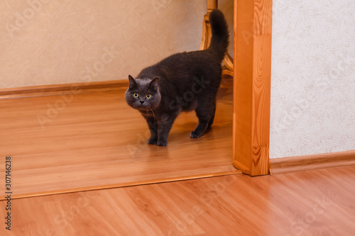 big thick smoky cat
