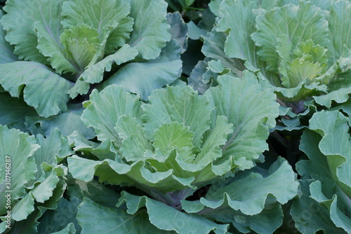 Top view of Healthy Food ornamental cabbage vegetable