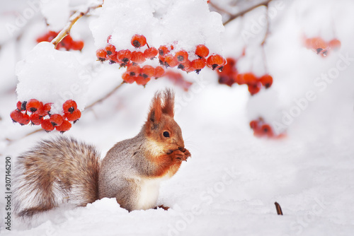 Fototapeta Naklejka Na Ścianę i Meble -   Winter still life. Squirrel among the branches of a tree with red berries in the snow.