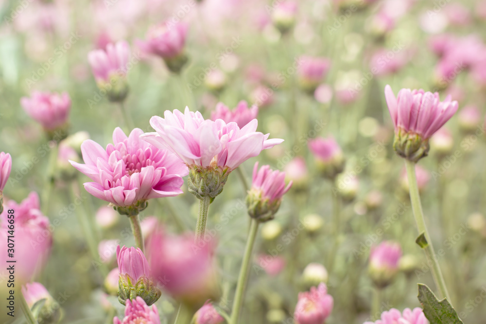 Beautiful pink chrysanthemum blossoms in the garden Beautiful pink chrysanthemum blossoms in the garden