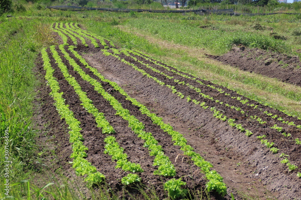 Obraz premium rows of young plants in a field