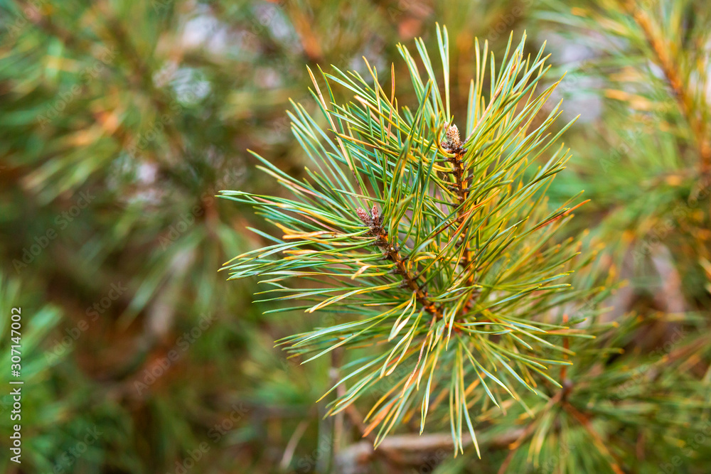 Pine branch close up. Pine branch with green needles