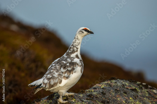 Ptarmigan, Lagopus muta, close up portrait while in winter plumage on a snowless slope with cloudy background during December in Scotland.