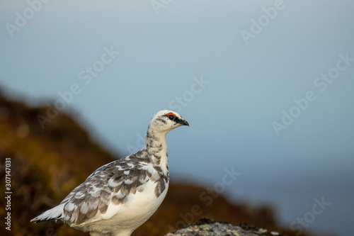 Wallpaper Mural Ptarmigan, Lagopus muta, close up portrait while in winter plumage on a snowless slope with cloudy background during December in Scotland. Torontodigital.ca