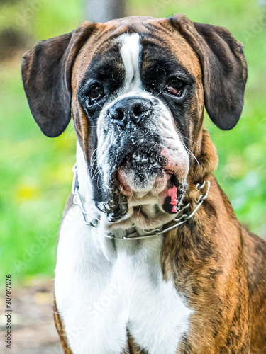 Boxer Dog Portrait Closeup In Park © radub85