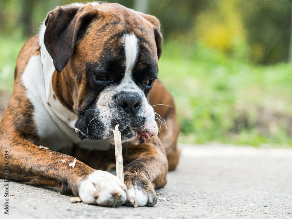 Obraz premium Boxer Dog Portrait Closeup In Park