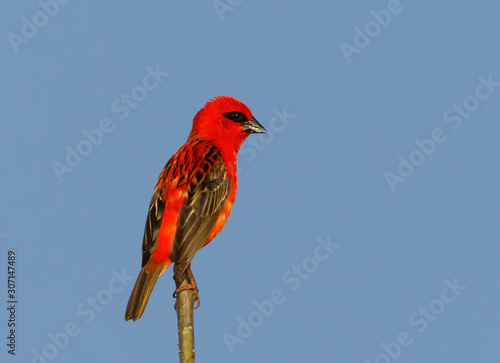 Madagascar bird red fody, wildlife