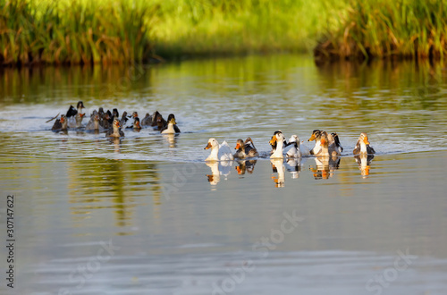 Domestic ducks to the river, Madagascar
