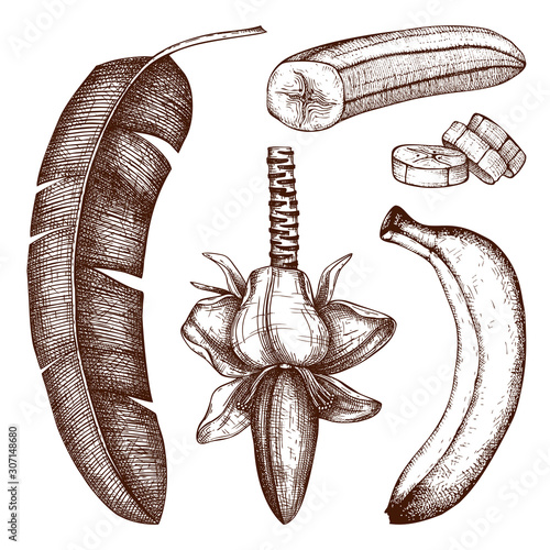 Banana hand drawn illustrations set. Banana flower, fruits, palm tree leaves. Tropical fruits vector drawings. Exotic plant vintage sketch. In engraved style.