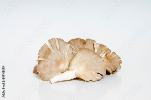 Set of fresh grey mushrooms isolated on white background