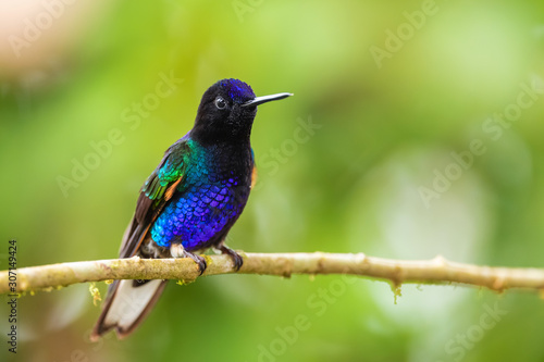 Velvet-purple Coronet - Boissonneaua jardini, beautiful colored hummingbird from western Andean slopes of South America, Amagusa, Ecuador. photo