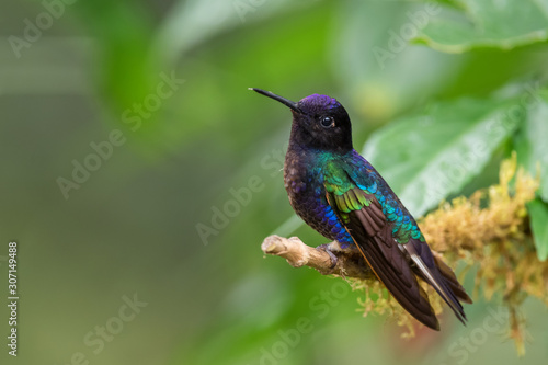 Velvet-purple Coronet - Boissonneaua jardini, beautiful colored hummingbird from western Andean slopes of South America, Amagusa, Ecuador.