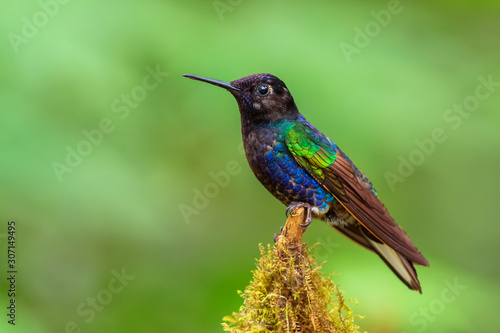 Velvet-purple Coronet - Boissonneaua jardini, beautiful colored hummingbird from western Andean slopes of South America, Amagusa, Ecuador.