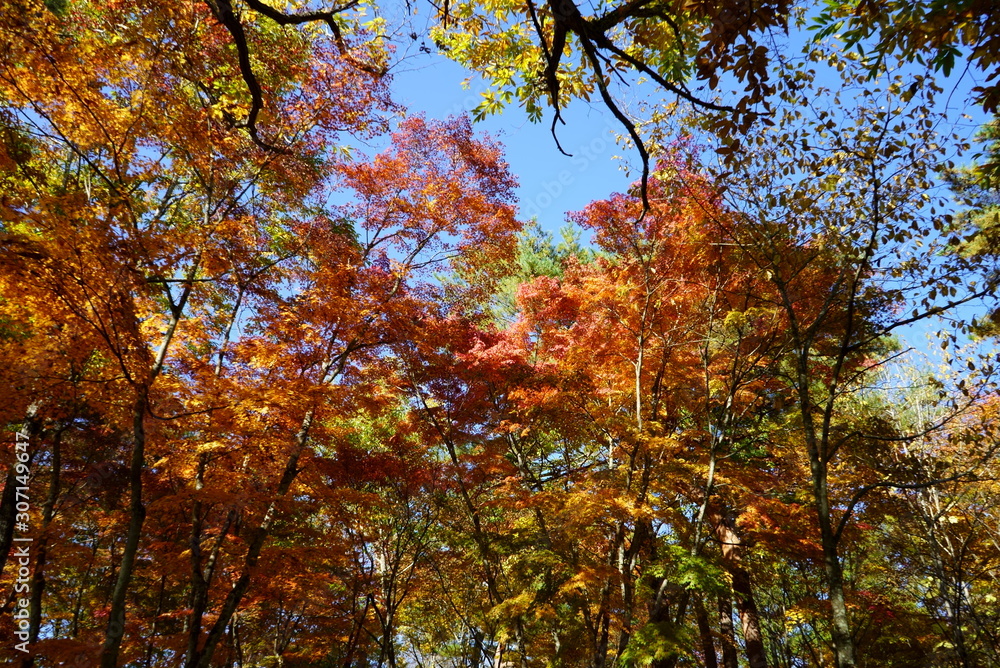 Autumn leaves in the garden of the wedding hall in Karuizawa