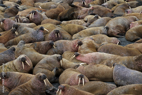 Bild auf Leinwand Walrus atlantic, Pechora sea, Russia