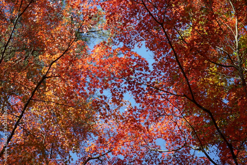 Autumn leaves in the garden of the wedding hall in Karuizawa Autumn leaves in the garden of the wedding hall in Karuizawa
