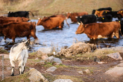 walk of the cows, across the river bridge. Country landscape. Wasteland graze a herd of cows and goats