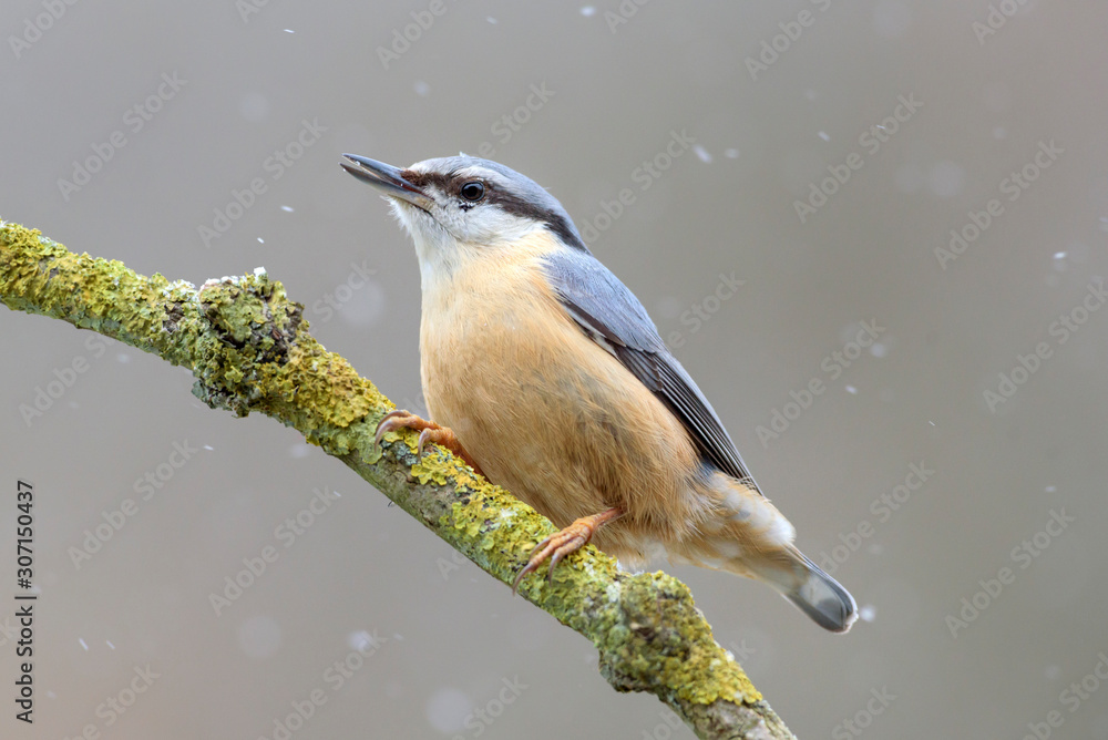 Obraz premium Kleiber Sitta europaea