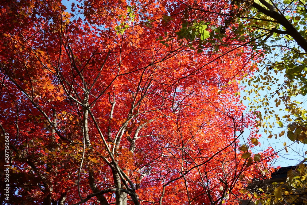 Autumn leaves in the garden of the wedding hall in Karuizawa Autumn leaves in the garden of the wedding hall in Karuizawa