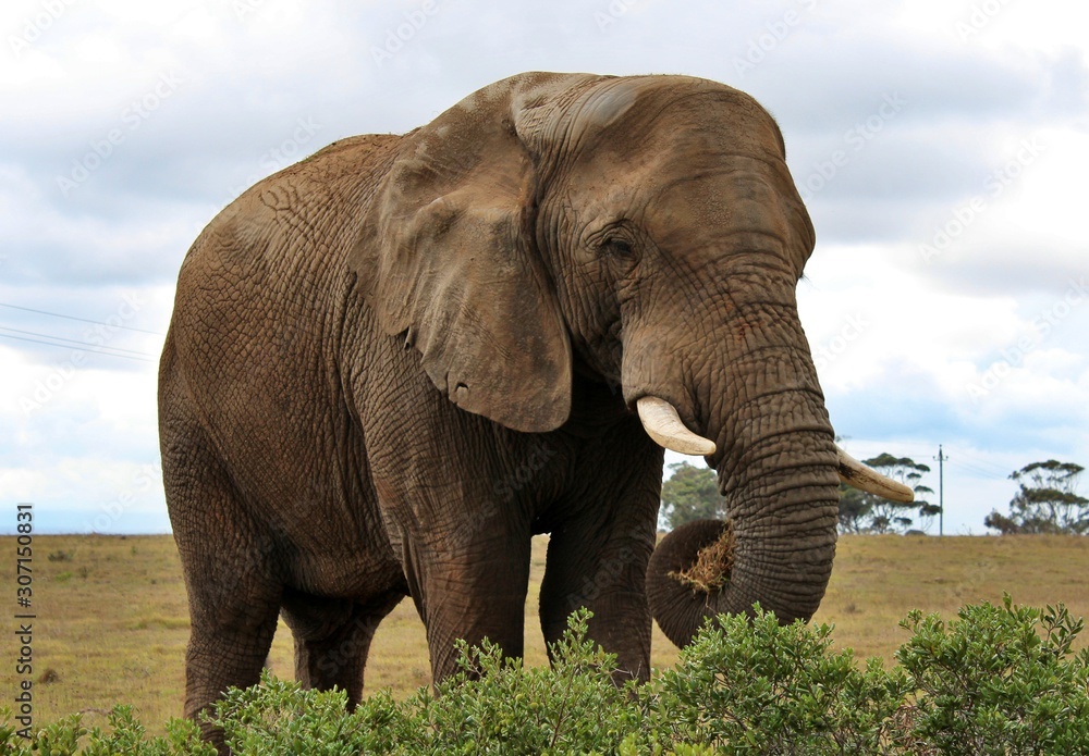 Obraz premium the wild animals of South Africa