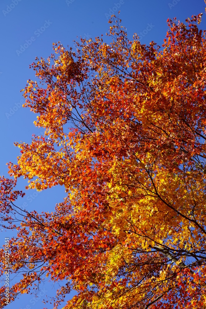 Autumn leaves in the garden of the wedding hall in Karuizawa Autumn leaves in the garden of the wedding hall in Karuizawa