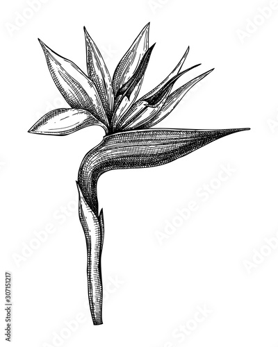 Strelitzia flower botanical  illustration. Hand drawn tropical plant on white background. Exotic flower vector sketch. Tropical design element. Bird of paradise (crane lily) outline.