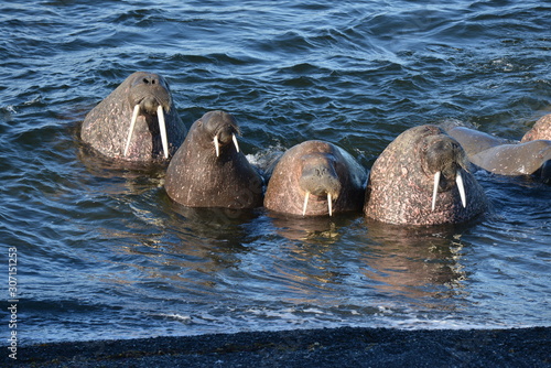 Walrus atlantic, Pechora sea, Russia