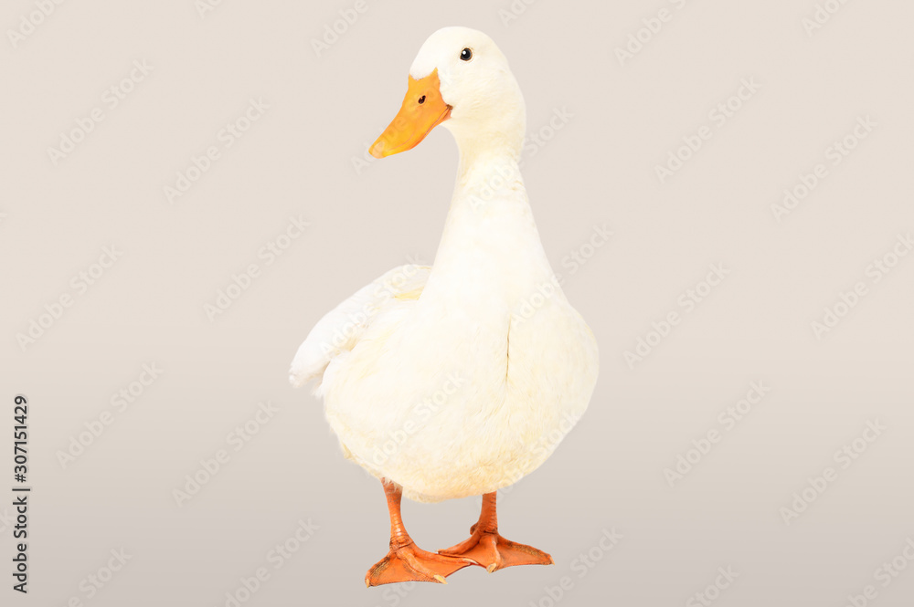 Beautiful duck standing on a gray background Beautiful duck standing on a gray background