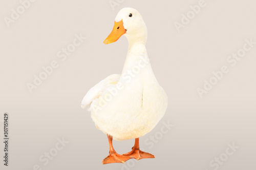 Beautiful duck standing  on a gray background
