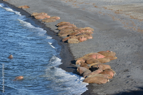 Walrus atlantic, Pechora sea, Russia photo