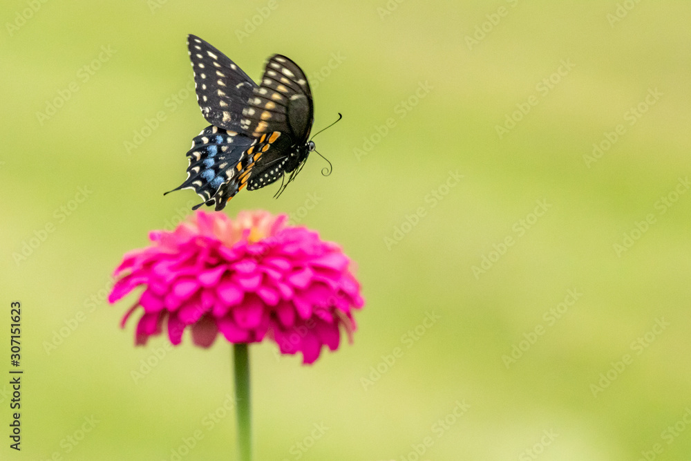 A Black Swallowtail Butterfly feeding on heirlmoom Zinnia flowers in the garden on a summer day.