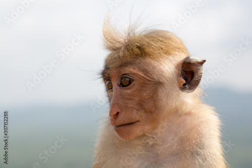 Bild auf Leinwand Monkey, Toque Macaque, at Sigirya monument in Sri Lanka