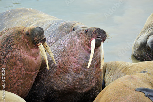 Walrus atlantic, Pechora sea, Russia