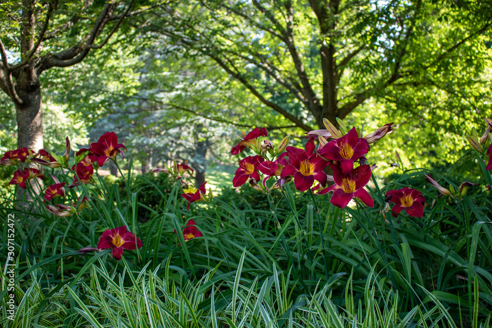 Red Day Lilies Red Day Lilies bloom along a shady, garden path.