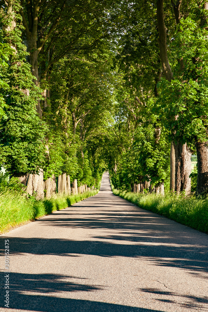 Long straight road with trees on both sides