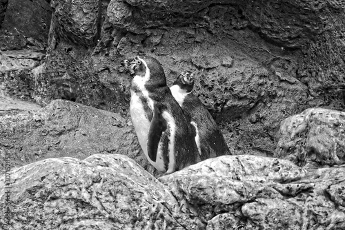 elegant black and white penguins in a cold environment at a zoo in Spain