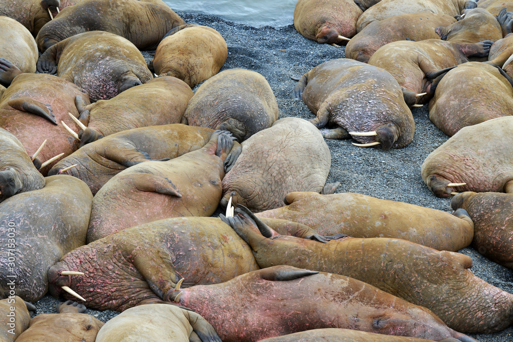 Walrus atlantic, Pechora sea, Russia Walrus atlantic, Pechora sea, Russia