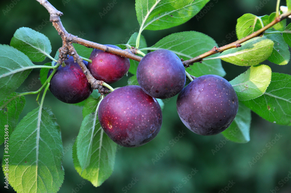 On the branch ripen berries of plums (Prunus cerasifera). On the branch ripen berries of plums (Prunus cerasifera).