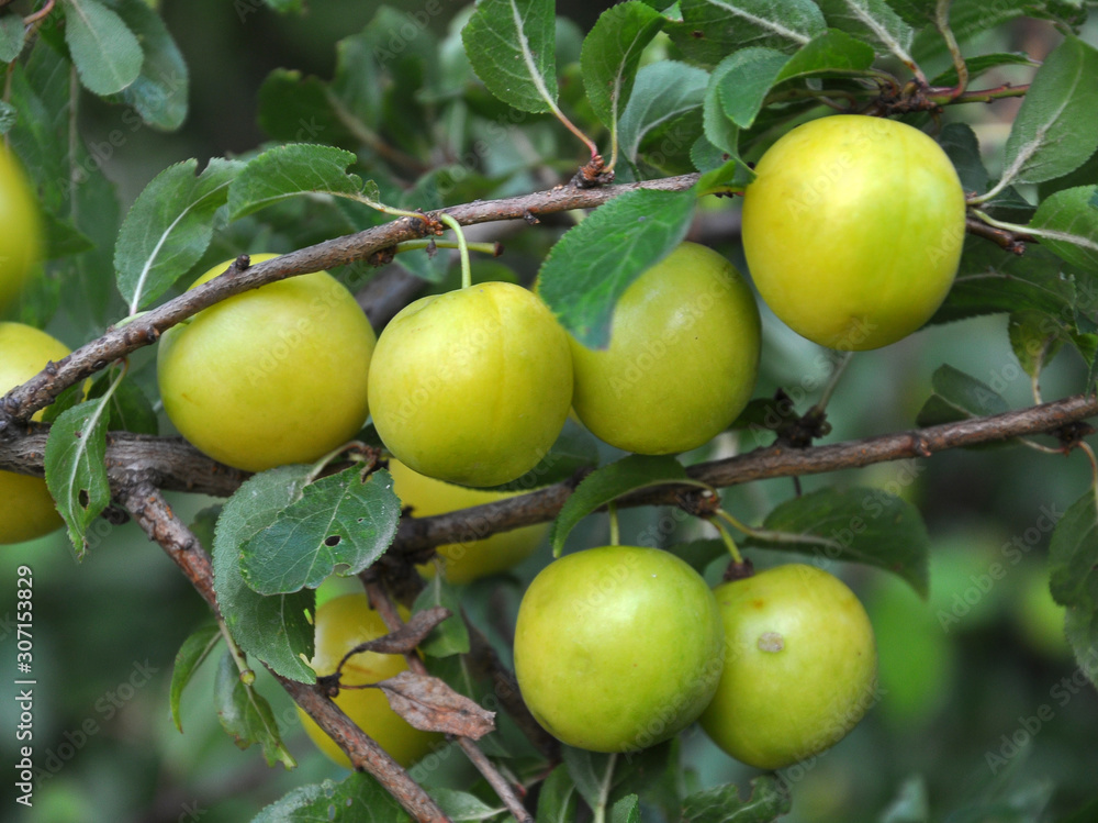 On the branch ripen yellow berries of plums (Prunus cerasifera). On the branch ripen yellow berries of plums (Prunus cerasifera).