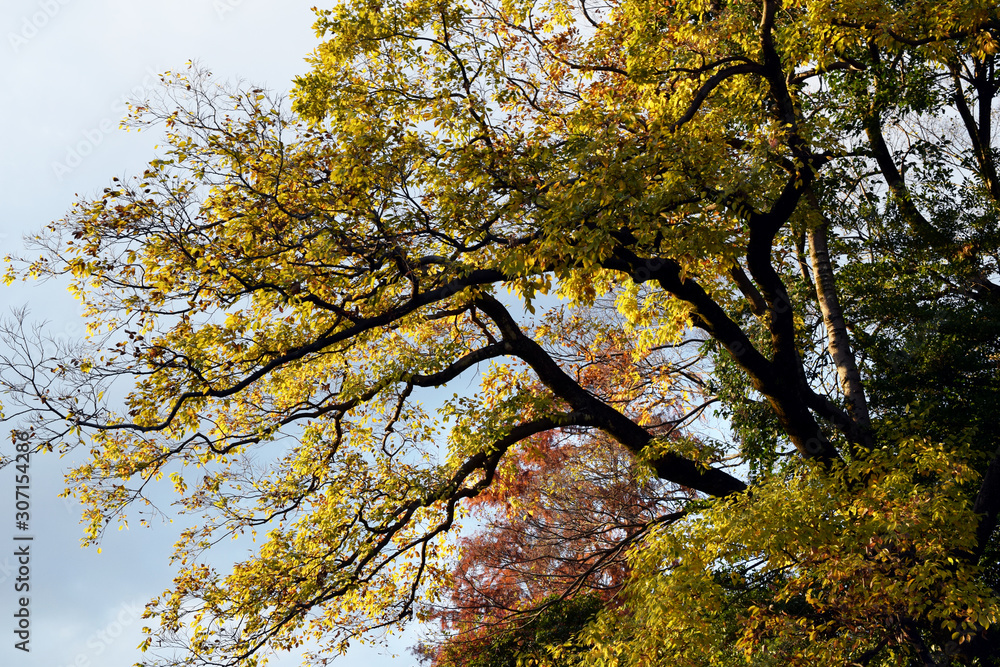 Fototapeta premium 東京 吉祥寺 井の頭公園の紅葉